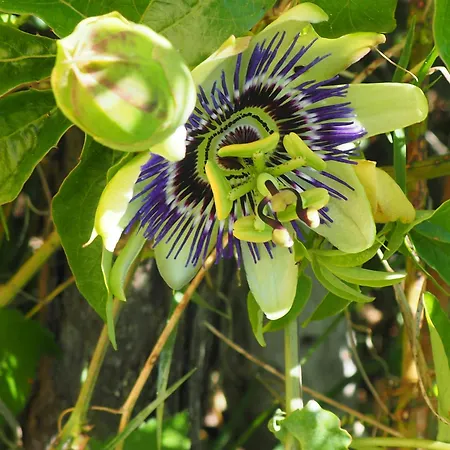 B&B Espace Presence - Le Couvent